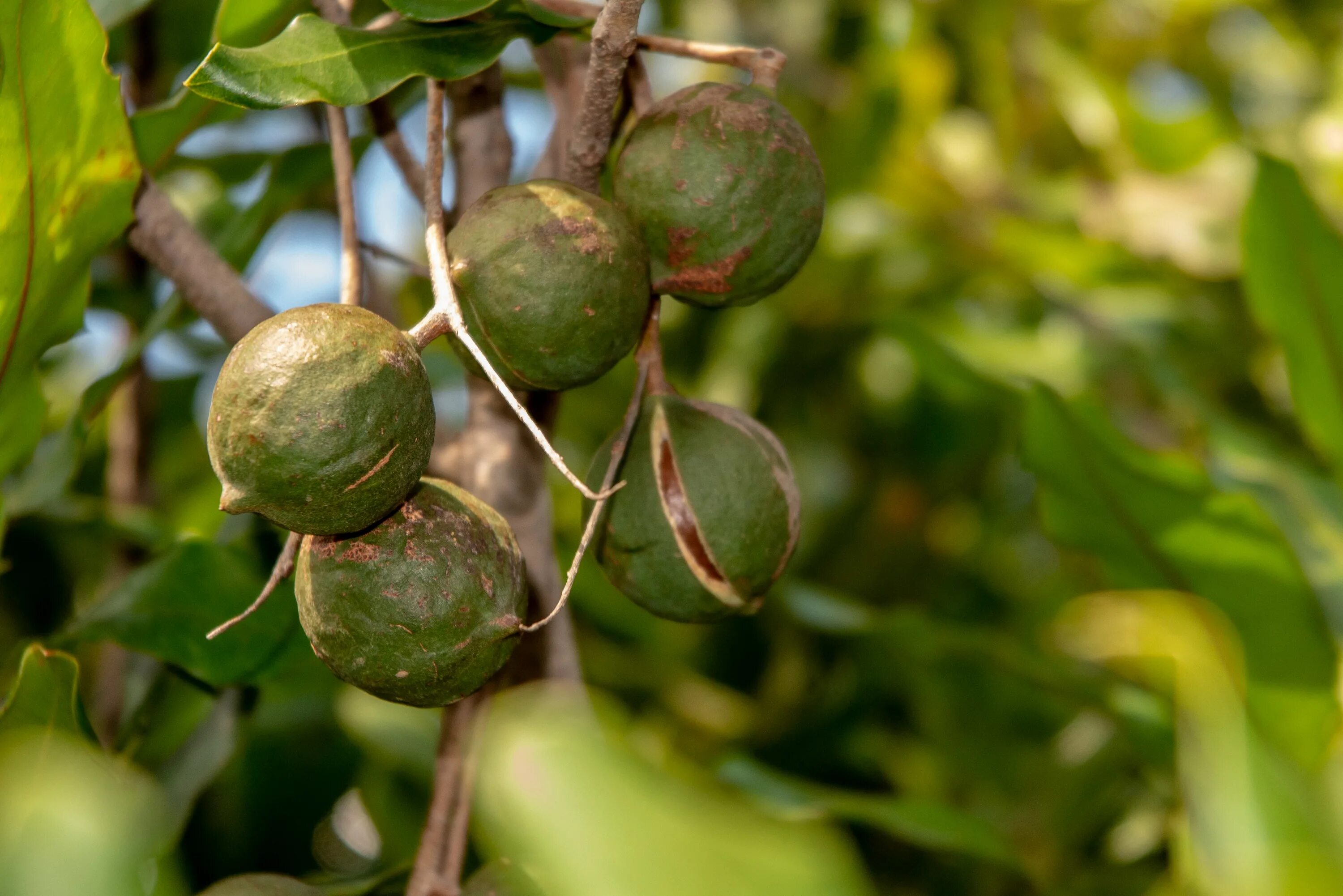 Зеленые орехи макадамия на дереве Macadamia, Macadamia nuts, Seeds