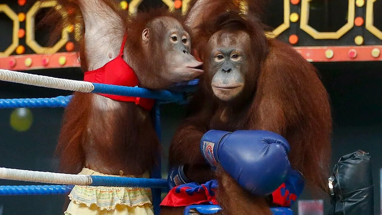 Шоу обезьян. Обезьяна боксер. Обезьяна в боксерских перчатках. Обезьяна боксирует. Бокс обезьян на ринге.