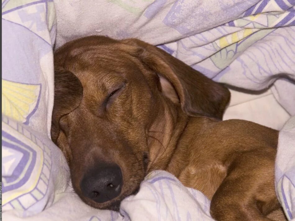 сонная такса. уставшая такса. сон такса рыжая. спящие таксы. такса в кровати.