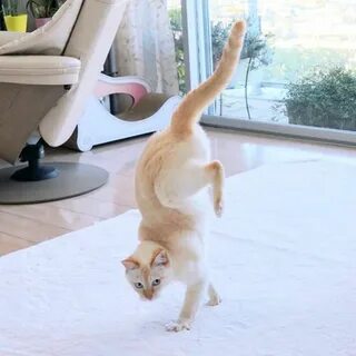 Где танцуют кот