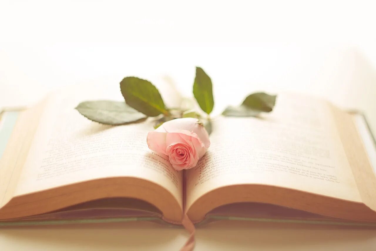 роза на книге. розы любви книга. красная роза на книге. роза любви и замужества юлия ланске читать. издательство панорама романов о любви.