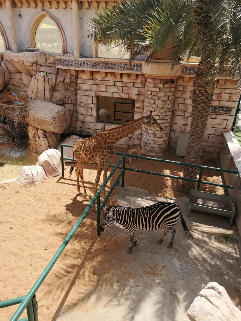 Зоопарк абу даби. Контактный зоопарк абу даби. Зоопарк абу. Сафари парк аль айн. Животные в зоопарке в абу даби.