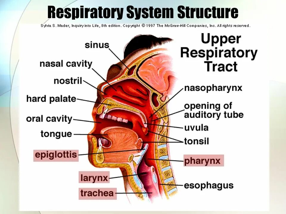 Анатомия верхних дыхательных путей человека. Верхние дыхательные пути на английском. Верхние дыхательные пути. Дыхательные пути носовая полость. Дыхание латынь термин