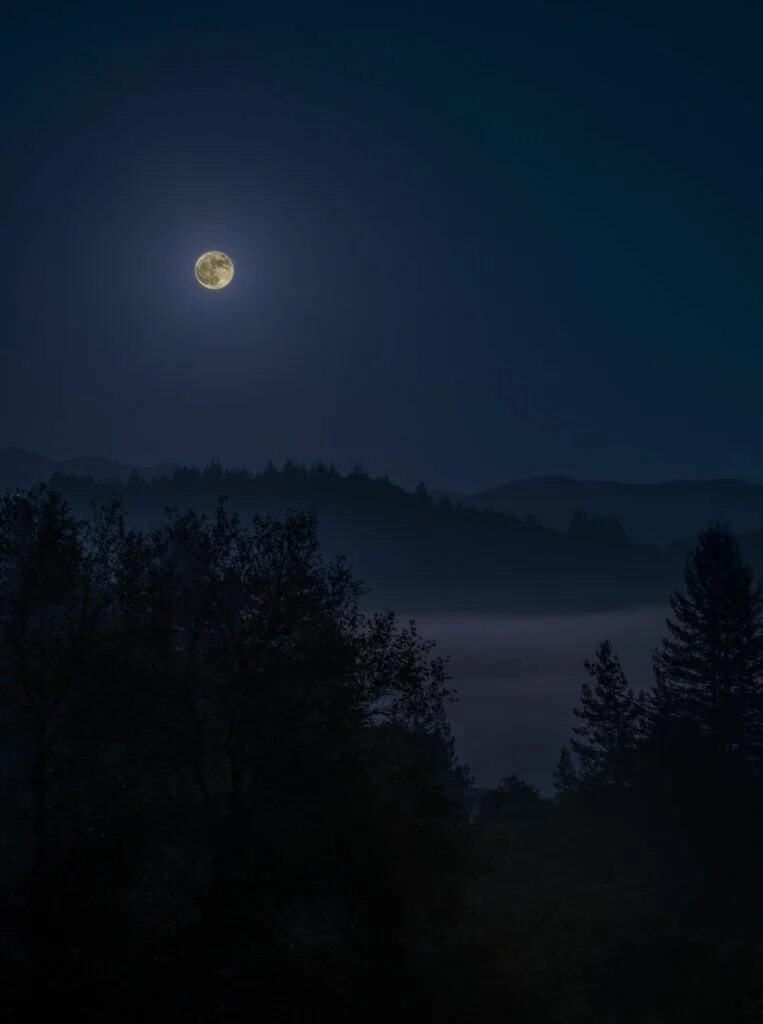 Wallpaper forest, the sky, trees, night, branches, Park, the moon, moonlight for