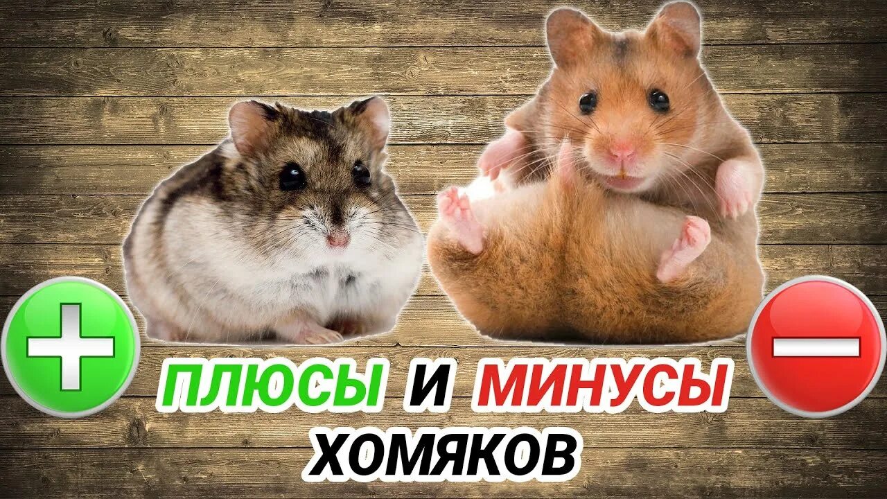 Хомячок минус. Плюсы и минусы хомяков. Плюсы хомяка. Минусы хомяка. Минусы хомяков в квартире.