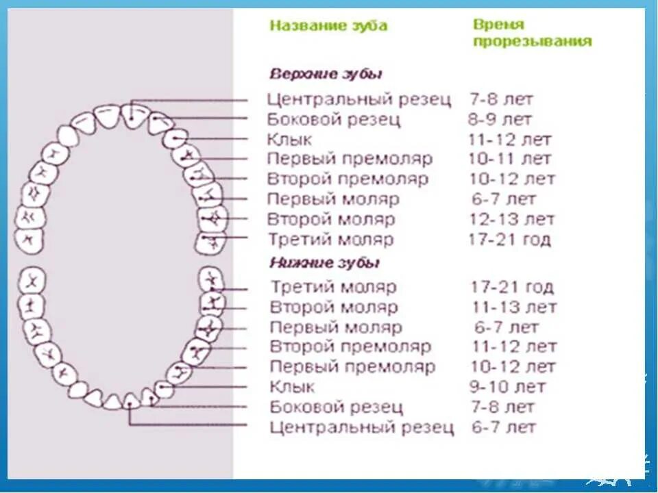 Прорезывание 8 зуба у детей. Поочерёдность прорезывания зубов у детей. Зубы у ребенка порядок прорезывания сроки. Периоды прорезывания молочных зубов у детей таблица. Порядок прорезывания молочных зубов у детей до года.