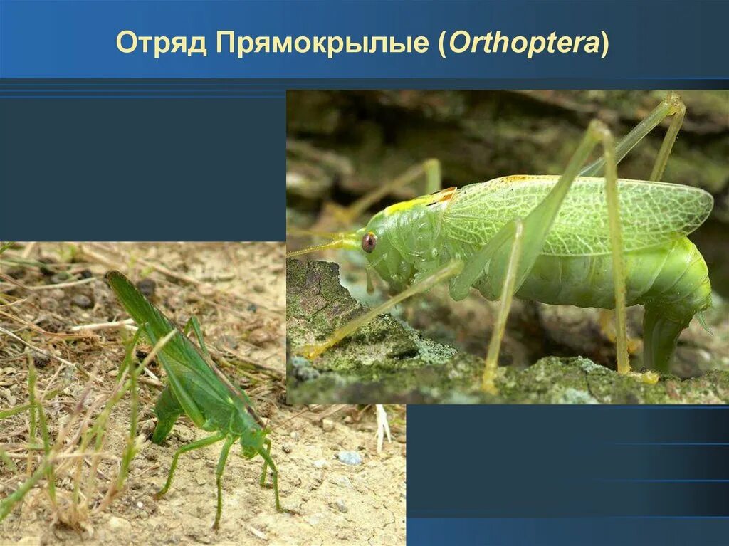 Отряд Прямокрылые (Orthoptera). Отряды насекомых Прямокрылые. Прямокрылые представители. Прямокрылые насекомые примеры. Прямокрылые насекомые представители