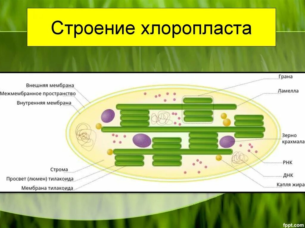 Зерна крахмала в хлоропластах. Функция внешней мембраны хлоропластов. Внутренняя мембрана хлоропласта функции. Хлоропласты строение и функции. Наружная мембрана хлоропласта функции.