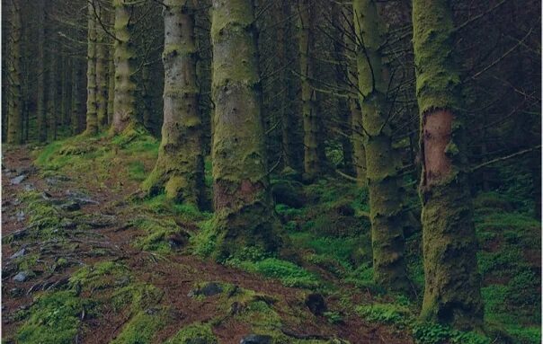 Глухой лес определение. Глухой лес в шварцвальде. глухие леса. глухой лес фото. отдаленный лес.
