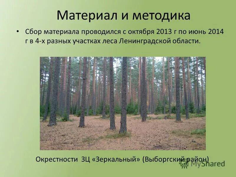 Тип лесного участка. Тип лесного участка
