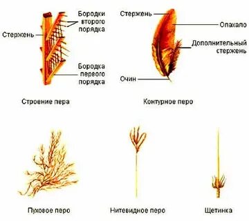 Сравните контурное и пуховое перо