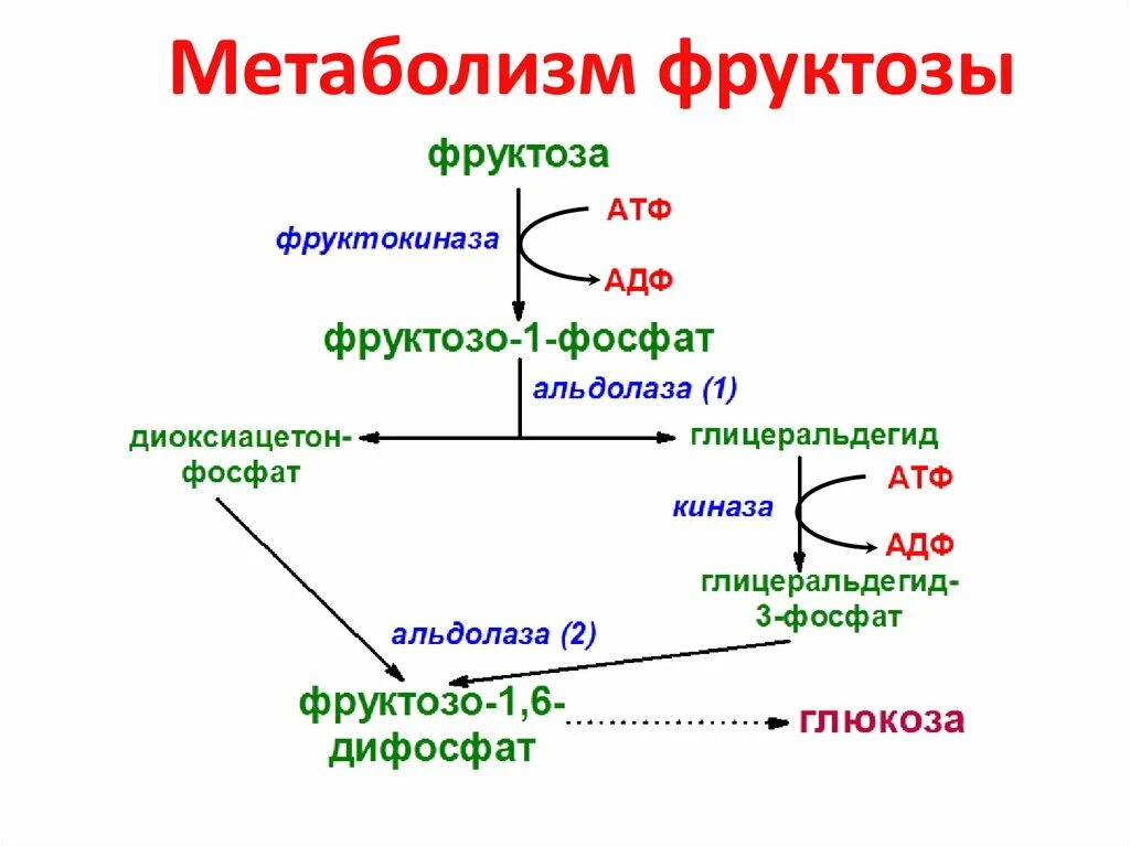 Нарушения фруктозы. Метаболизм фруктозы схема. Обмен фруктозы схема. Схема метаболизма галактозы. Нарушение метаболизма фруктозы и галактозы.