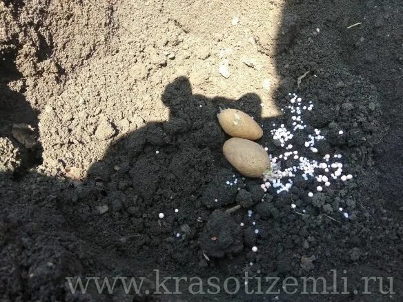 Золу под картофель. Золу под картофель