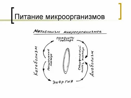 Питание микроорганизмов микробиология