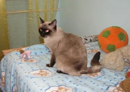 Кот писать кровью