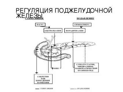 Эндокринная регуляция поджелудочной железы