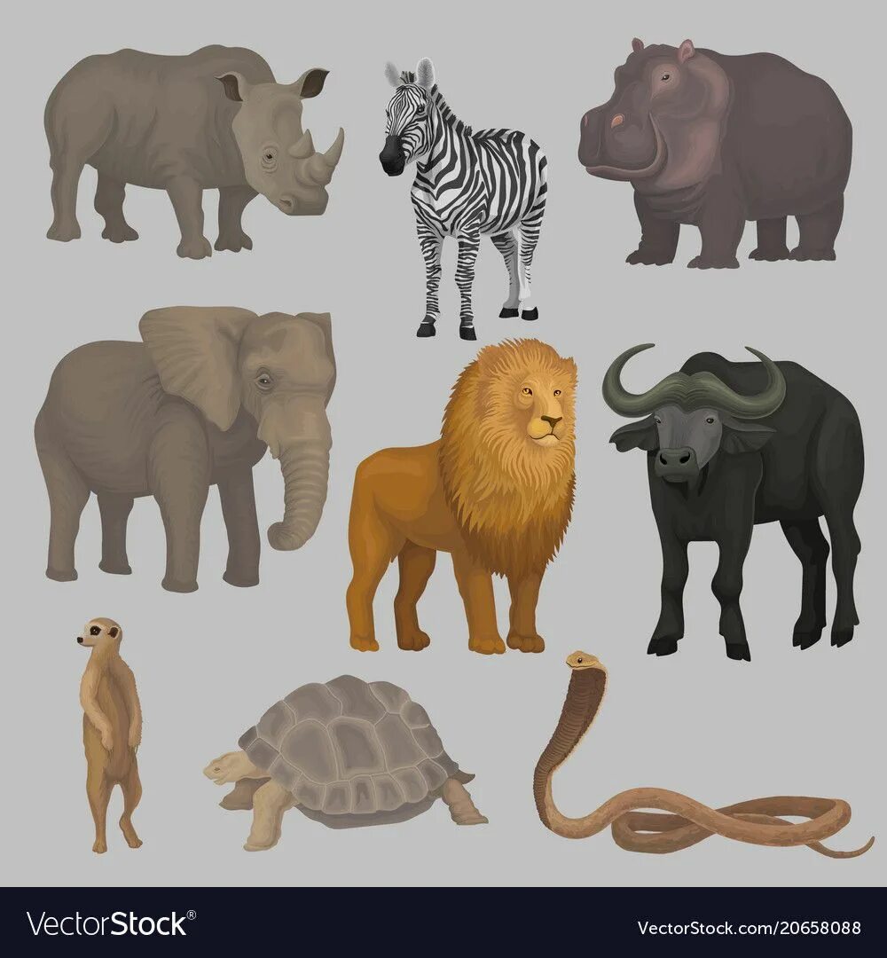 Тигр лев жираф слон. Лев Жираф и Бегемот. Жираф слон Лев носорог Бегемот. Лев тигр слон. Животные объемные Африка.