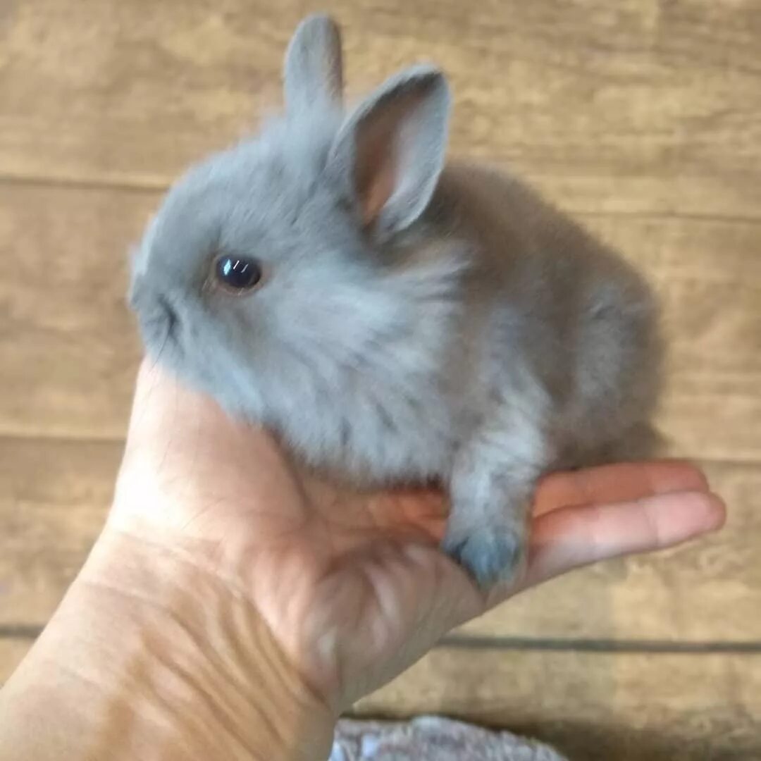 Продам карликовых