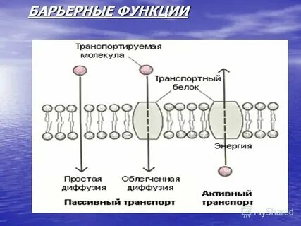 Влияние различных факторов на мембрану клеток