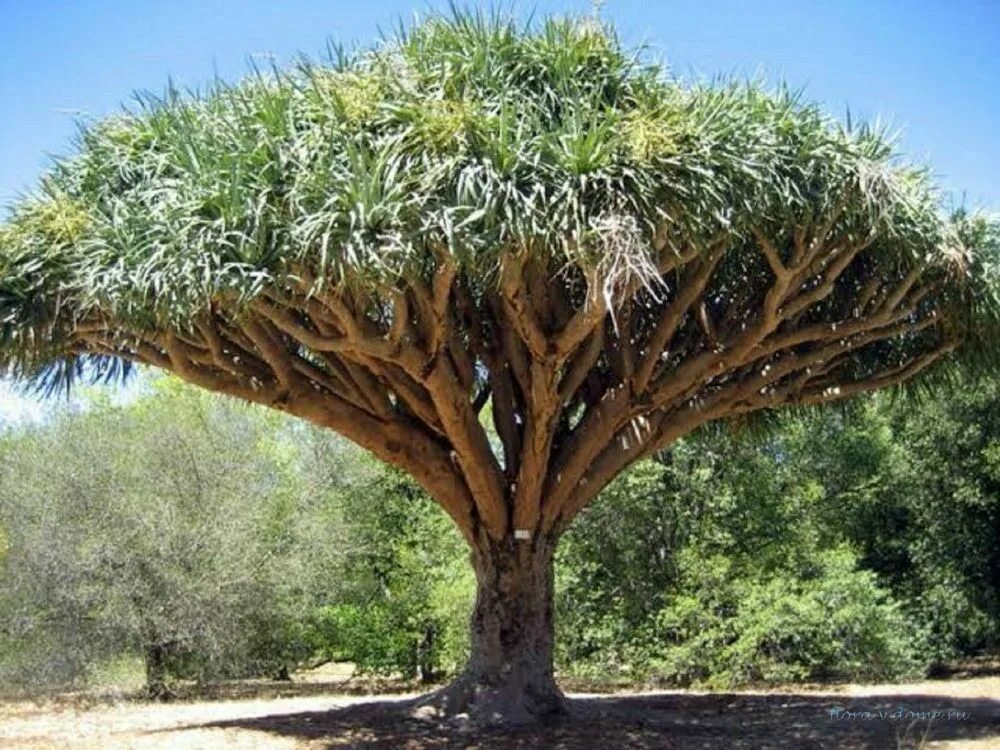 Драконов дерево фото. Драцена драконовое дерево. Драконово дерево (Dracaena Draco). Драцена Сокотра. Драцена Дикая.