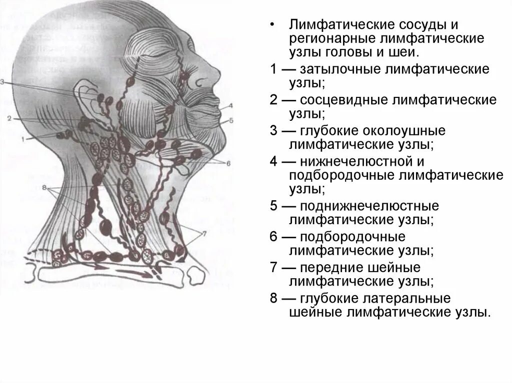 Есть ли лимфоузлы. Лимфатическая система человека схема голова. Схема расположения затылочных лимфоузлов. Регионарные лимфатические узлы головы и шеи. Околоушные лимфоузлы расположение анатомия.