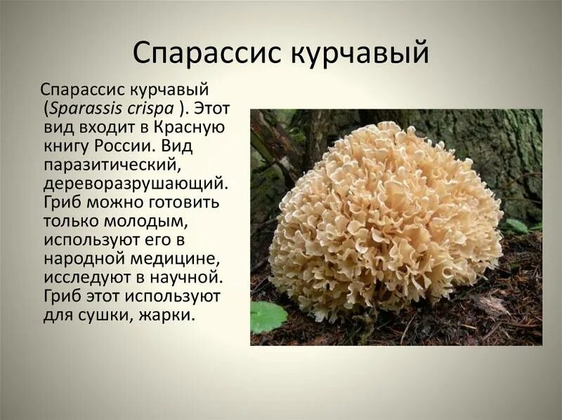В России приняли закон, предусматривающий лишение свободы на срок до 9 лет за сб