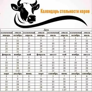 Сколько длится стельность у коров