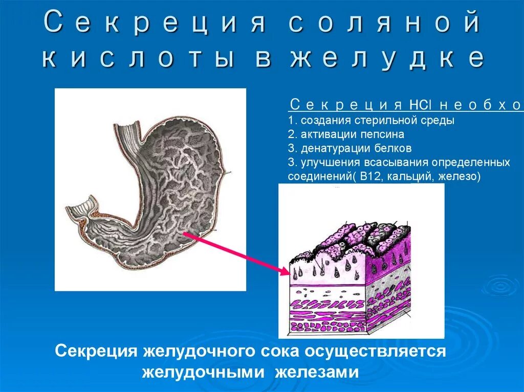 Соляная кислота в желудке. Сольнапя кислта вжелуде. Желудок с соляной кислотой. Секреция соляной кислоты в желудке.