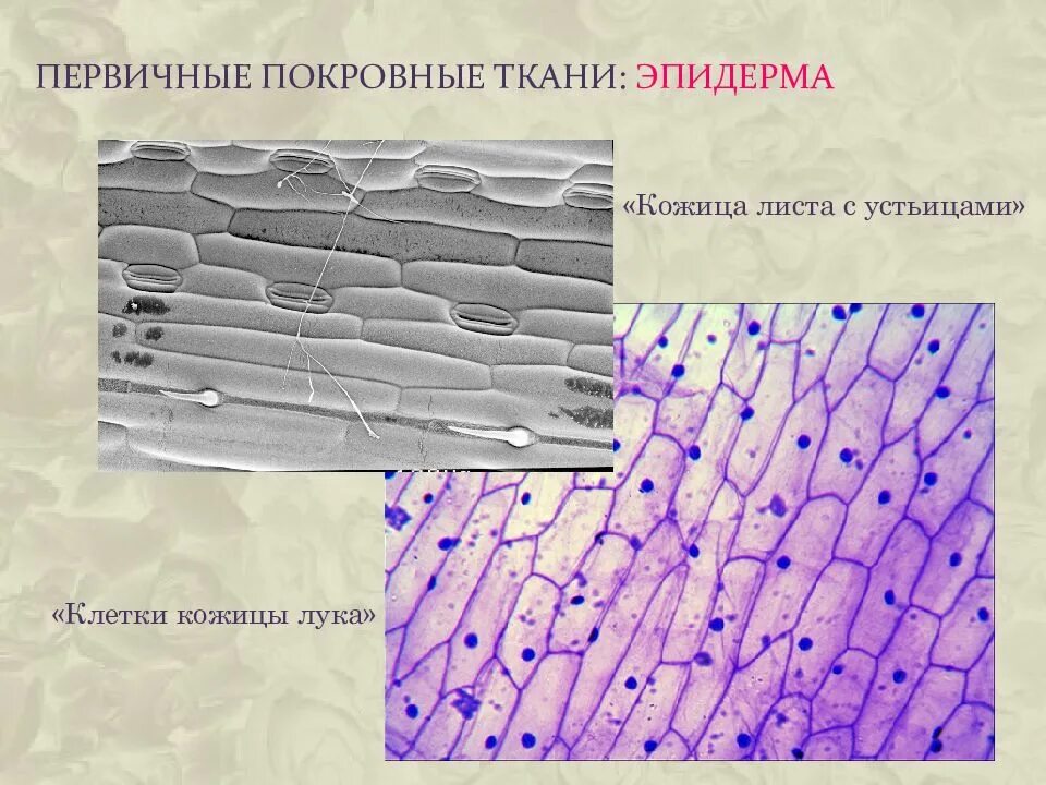 Покровные ткани растений эпидерма. Покровная ткань листа эпидерма. Строение покровной ткани эпидермиса листа. Покровная эпидермис ткань растений рисунок.