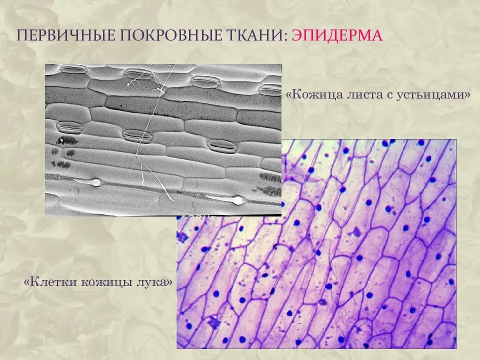 Покровная ткань кожица проводящая ткань впр. Покровные ткани растений эпидерма. Покровная ткань листа эпидерма. Строение покровной ткани эпидермиса листа. Покровная эпидермис ткань растений рисунок.