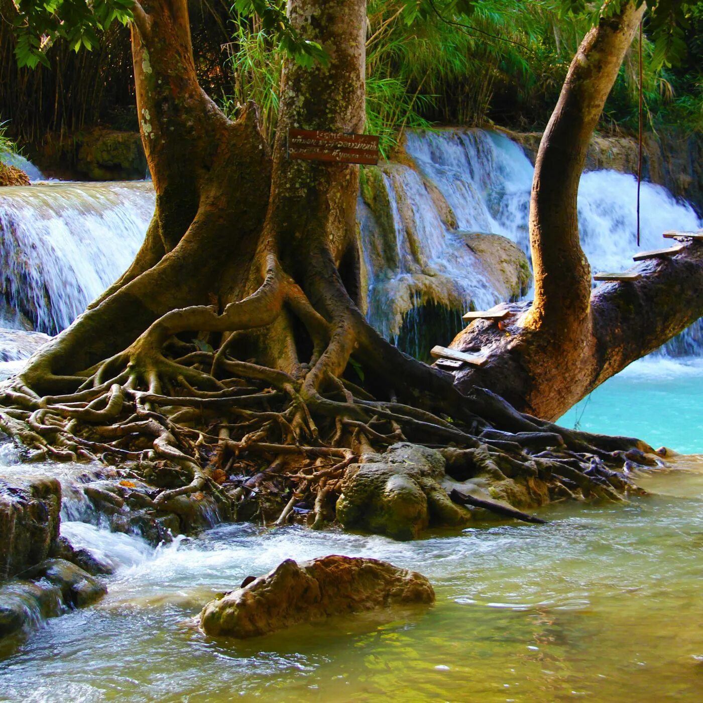 джунгли слушать. леса миомбо (африка). фотообои амазония. джунгли слушать. река амазонка джунгли.