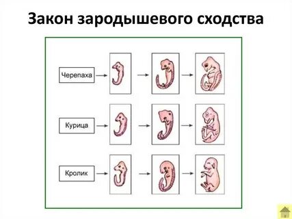 Черты сходства зародышей человека и зародыша свиньи