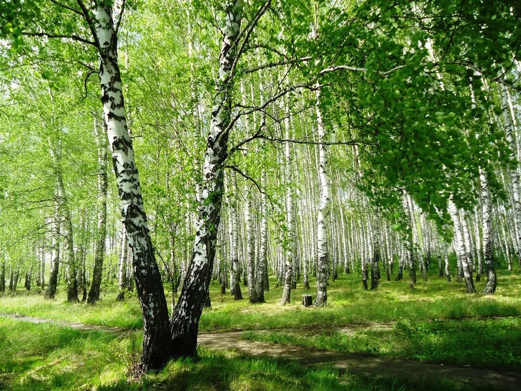 Белоствольные березки. Березовая роща Красноярск. Уральская береза. Новосибирская область Березовая роща. Яранская Березовая роща.