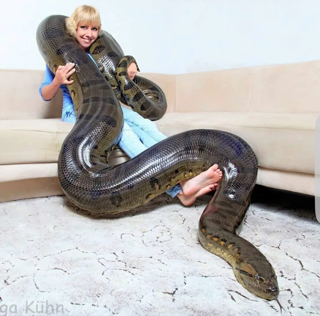 She is snake. Змеи Анаконда. Водяной удав Анаконда.