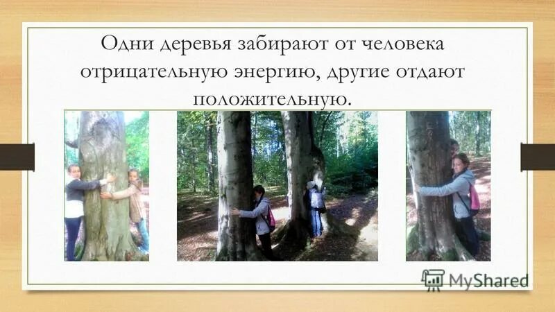 энергия древесины. ольха дерево описание. деревья которые наполняют энергией. целительная сила дерева. дерево потребителей.