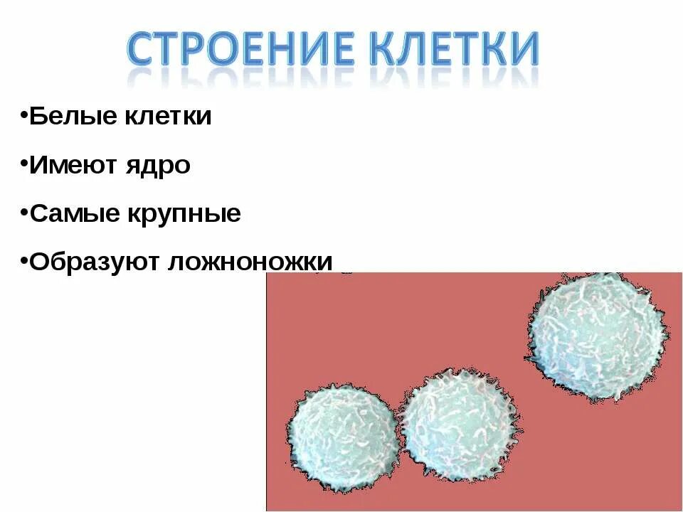 Эритроциты образуют ложноножки. Ложноножки лейкоцитов. образуют ложноножки лейкоциты. какие клетки крови имеют ядро. лейкоциты имеют ядро.
