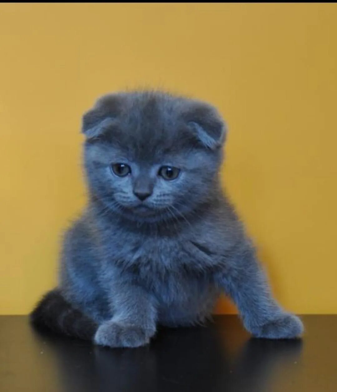 Голубые шотландские котята вислоухие. Шотландские котята голубые. Скоттиш фолд котята. Шотландские голубые прямоухие котята. Котята скоттиш страйт вислоухие.