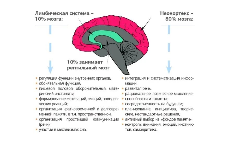 Строение мозга лимбическая система неокортекс. Строение мозга человека неокортекс. Неокортекс это простыми словами
