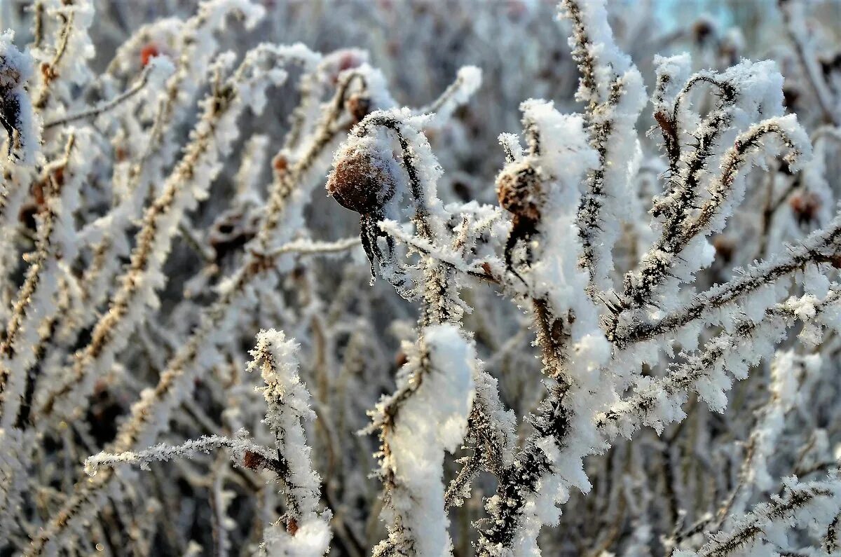 весенний пейзаж. изморозь. морозное утро. обледенение деревьев. ночные заморозки.
