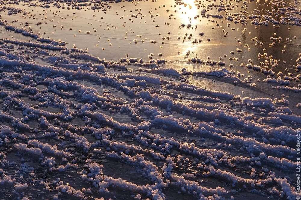 Ледяные цветы на Валдайском озере. Ледяной цветок явление. Ледяные цветы Арктики. Ледяные цветы природное явление. Лед явление природы