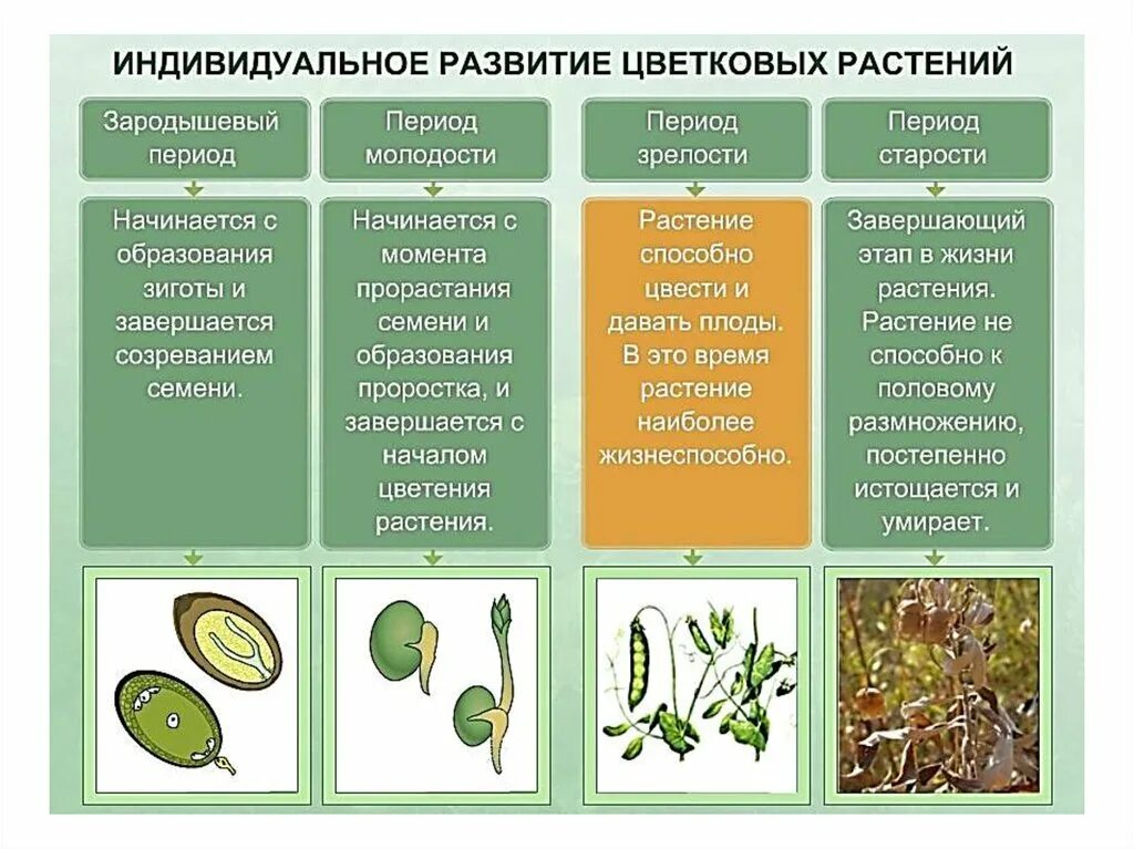 1 этапы развития растений. 6 класс биология этапы роста и развития растения. периоды индивидуального развития растений. этапы индивидуального развития растения биология 6 класс. типы роста растений 6 класс биология.