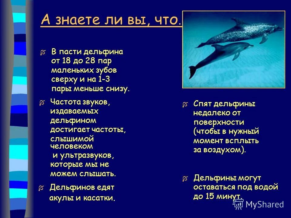 звуки какой частоты издают дельфины. звуки какой частоты издают дельфины. слух дельфинов. звуки какой частоты издают дельфины. киты используют ультразвук.