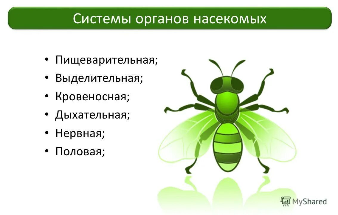 биология 7 класс рабочая тетрадь класс насекомые. таблица по биологии 7 класс насекомые система органов строение. внутреннее строение насекомых таблица. система органов насекомых таблица. класс насекомые внутреннее строение таблица.