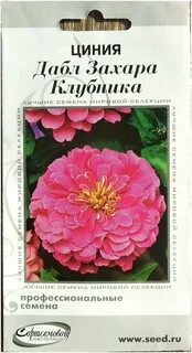 Циния захара отзывы фото и описание