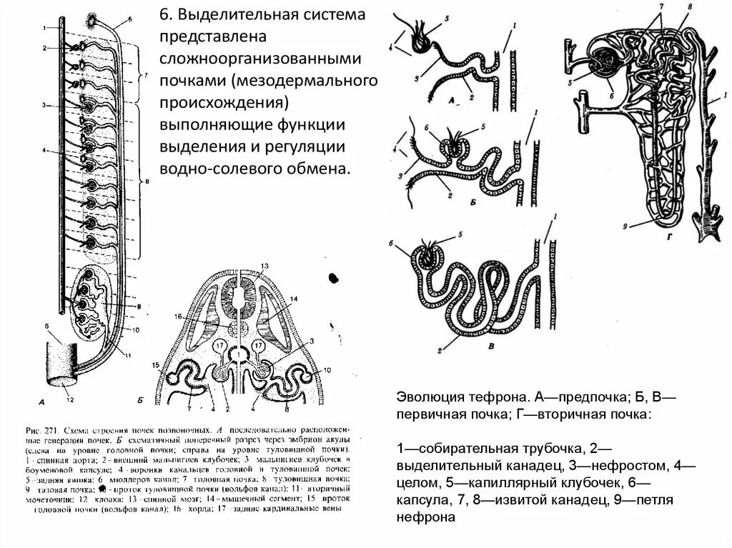 Выделительная система почка собирательная трубочка. Эволюция выделительной системы позвоночных таблица. Эволюция нефрона почки. Эволюция выделительной системы позвоночных. Строение нефрона предпочки