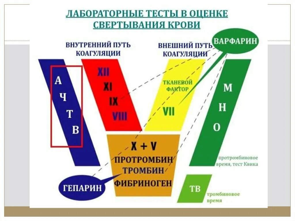 Свертывание крови тест. Внешний и внутренний пути свертывания крови. Оценка свертывания крови. Методы оценки свертывания крови. Тест на свертываемость крови.