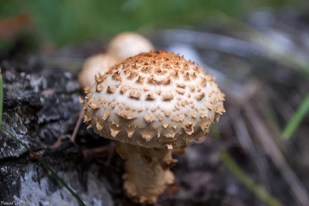 Агариковые грибы. Мицена наклоненная mycena inclinata. Агариковые грибы. Белошампиньон краснопластинчатый. Белый мухомор шишковидный.