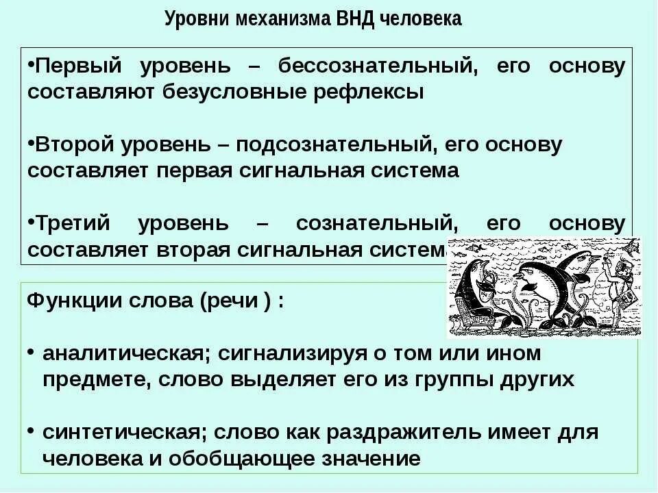 И человека и животное характеризуются. Особенности высшей нервной деятельности человека таблица. Функции высшей нервной деятельности человека. Уровни нервной деятельности. Уровни ВНД человека.