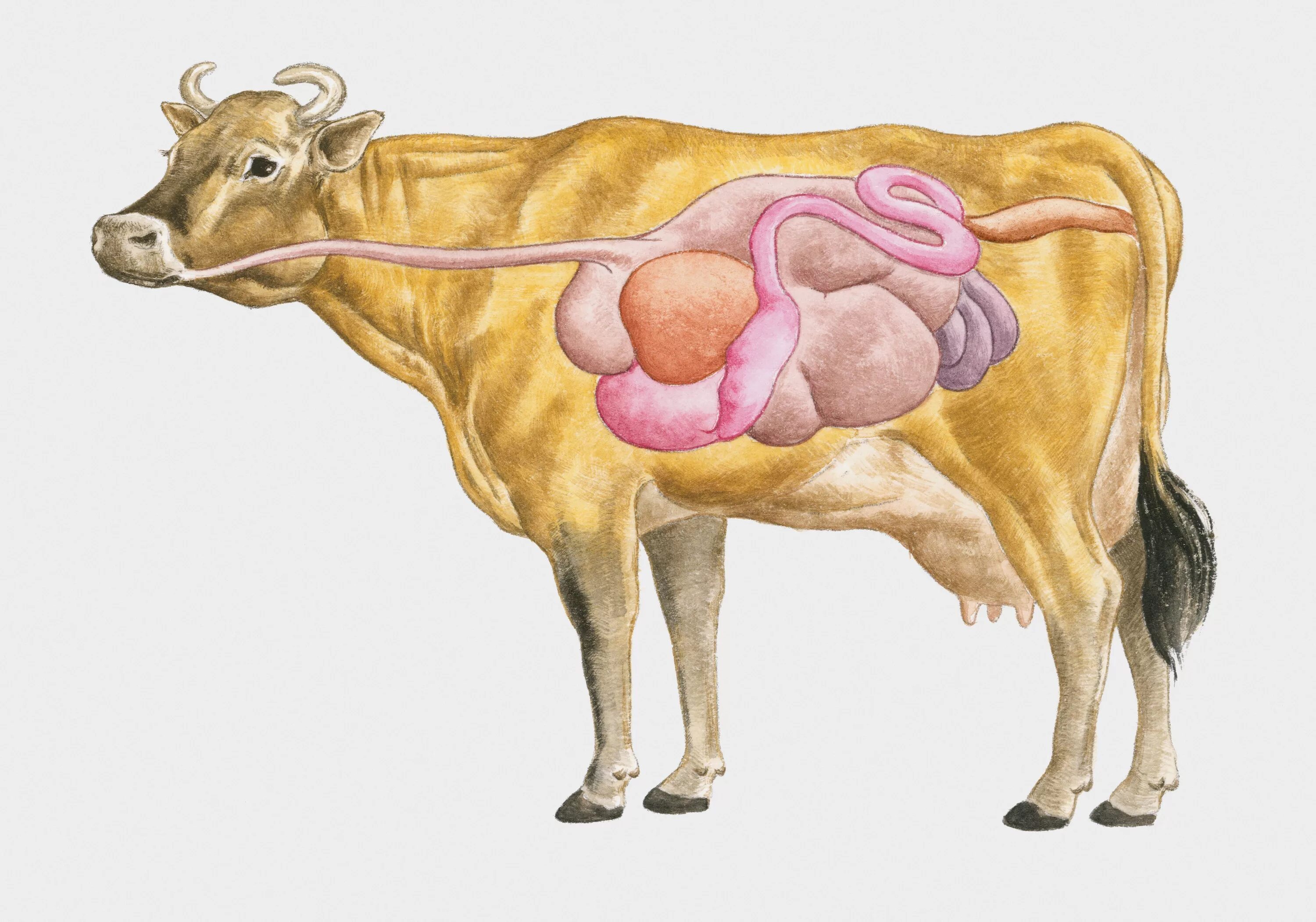 Что у коровы впереди у быка позади. Пищеварительная система жвачных животных. Пищеварительная система нежвачных млекопитающих. Анатомия пищеварительной системы КРС. Пищеварительная система жвачных млекопитающих.