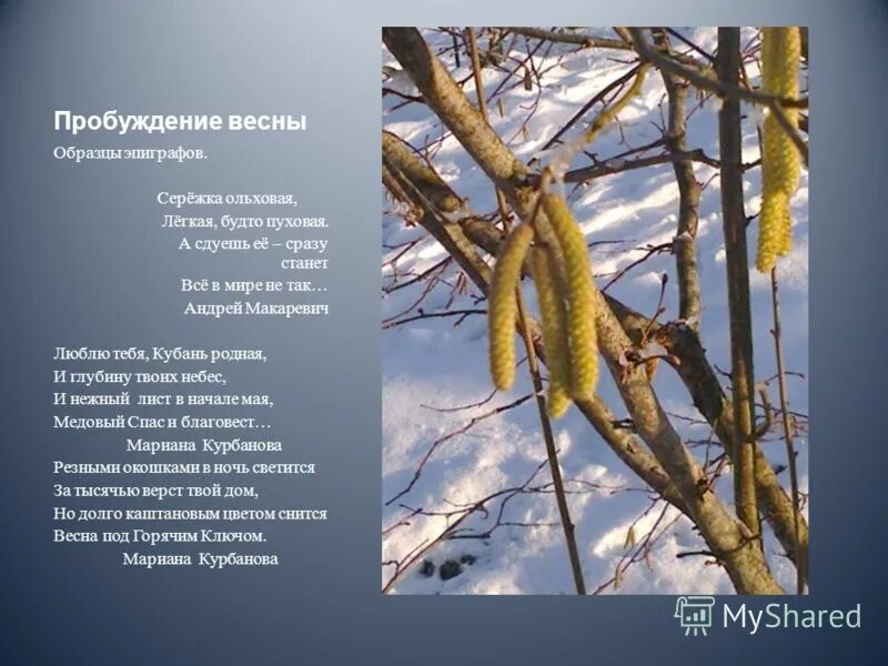 евтушенко ольховая сережка. сережка ольховая слова. евтушенко сережка. сережка ольховая ноты для фортепиано. сережка ольховая песня.